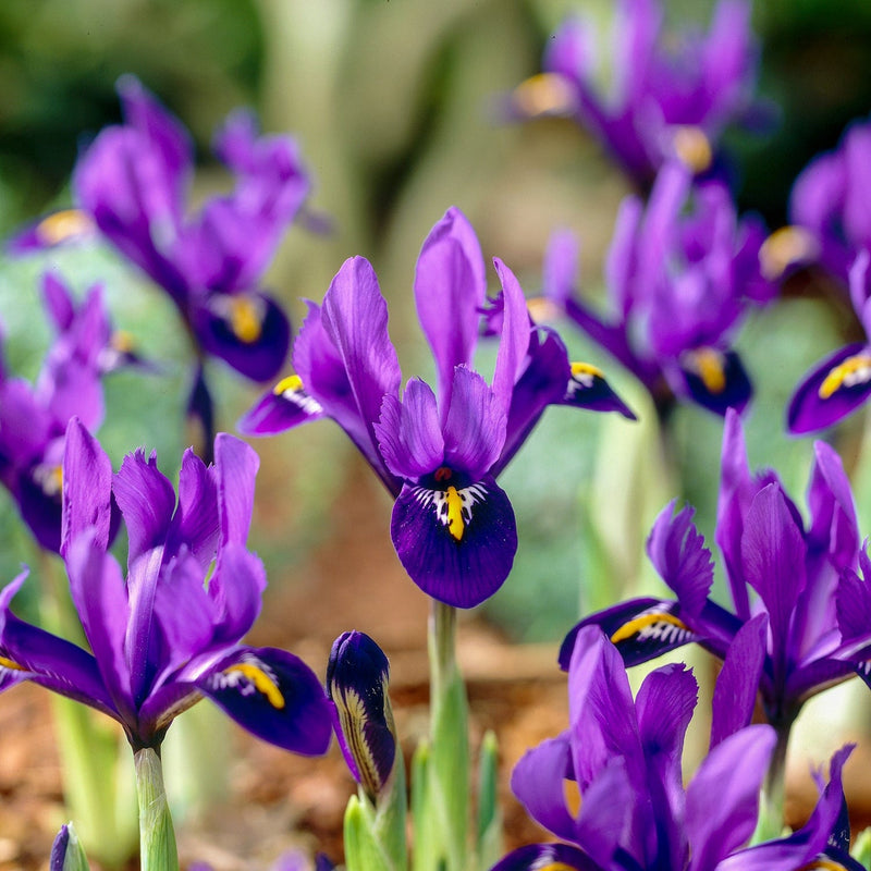 Iris Reticulata &