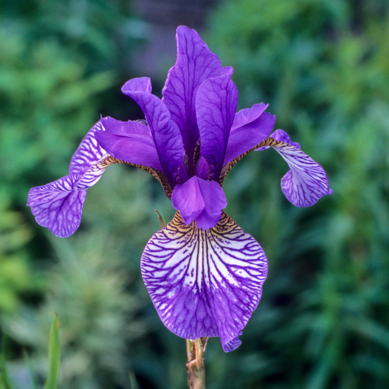 Iris Sibirica &