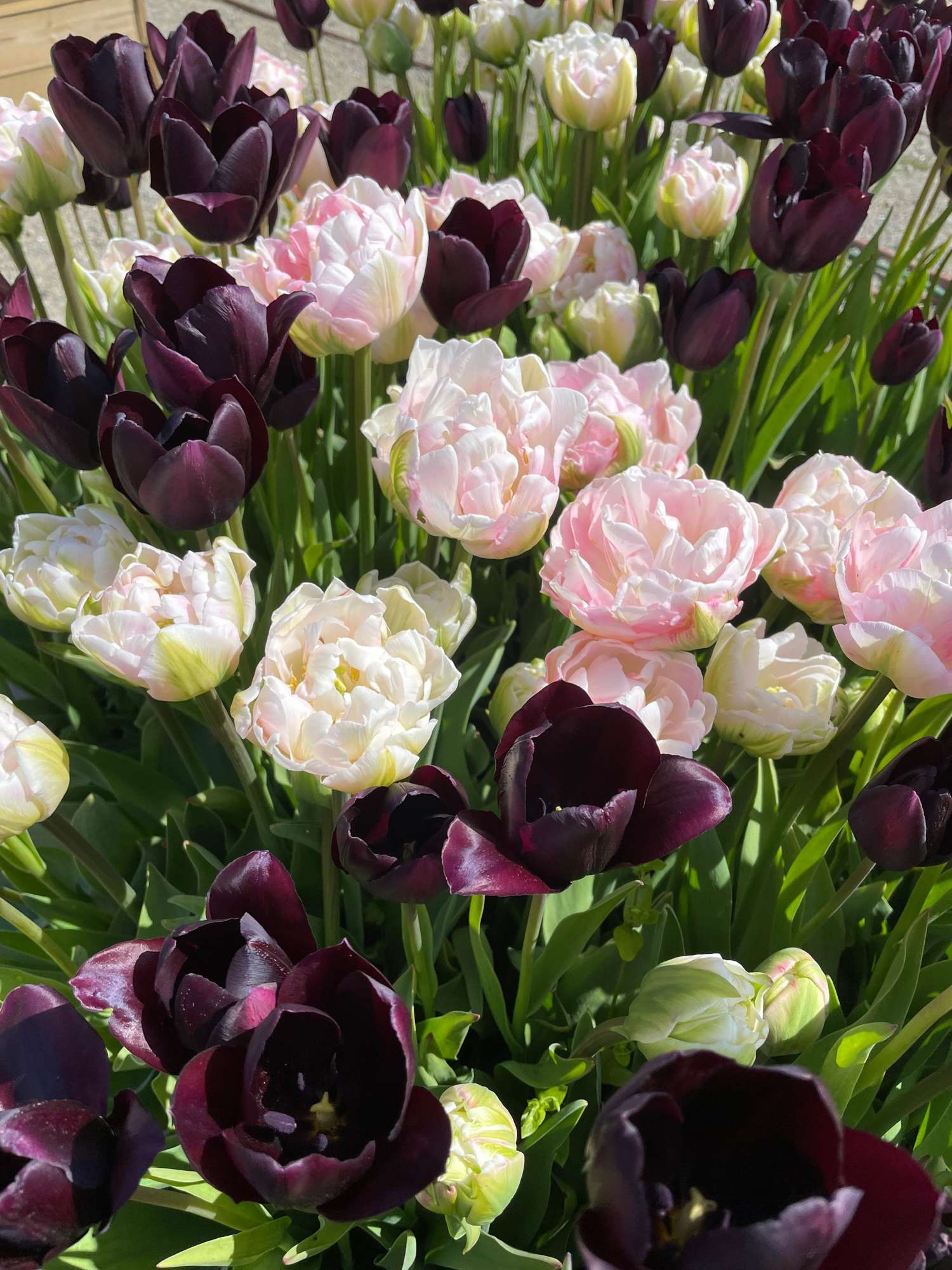 Tulipanblanding 'Isabella'