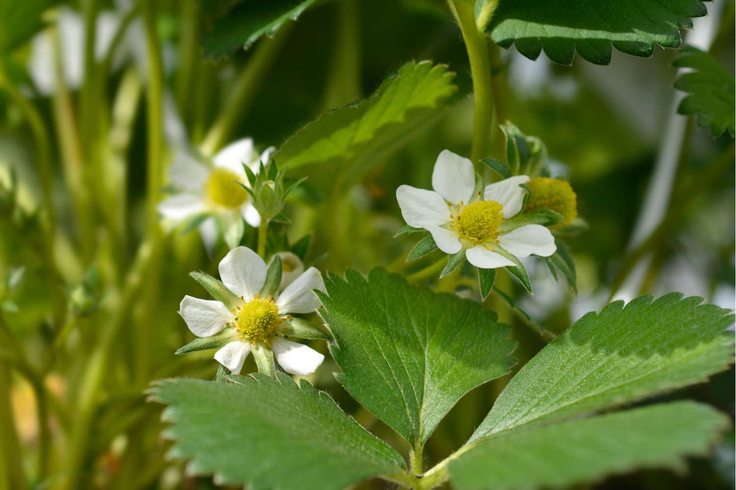 Jordbær 'Elsanta'