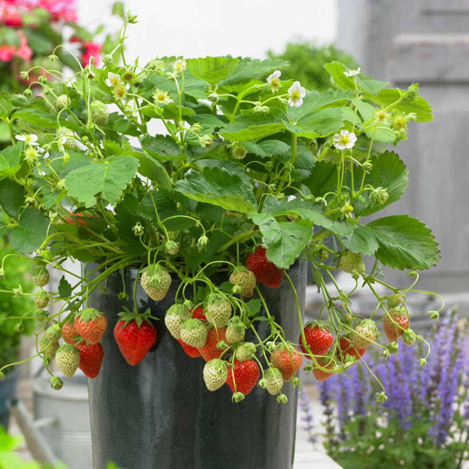 Jordbær 'Korona'