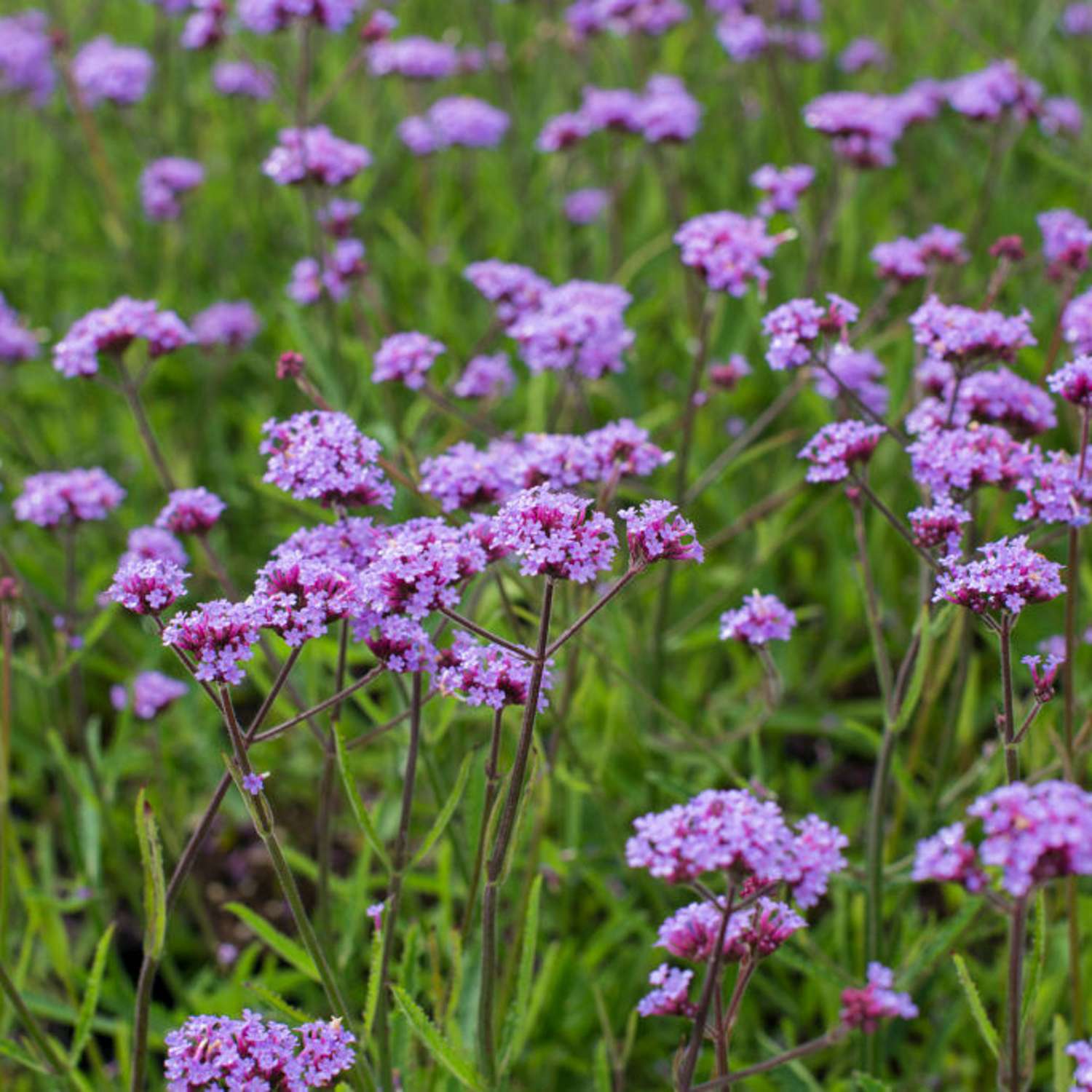 Kæmpe verbena 'Lollipop' (Verbena bonariensis)