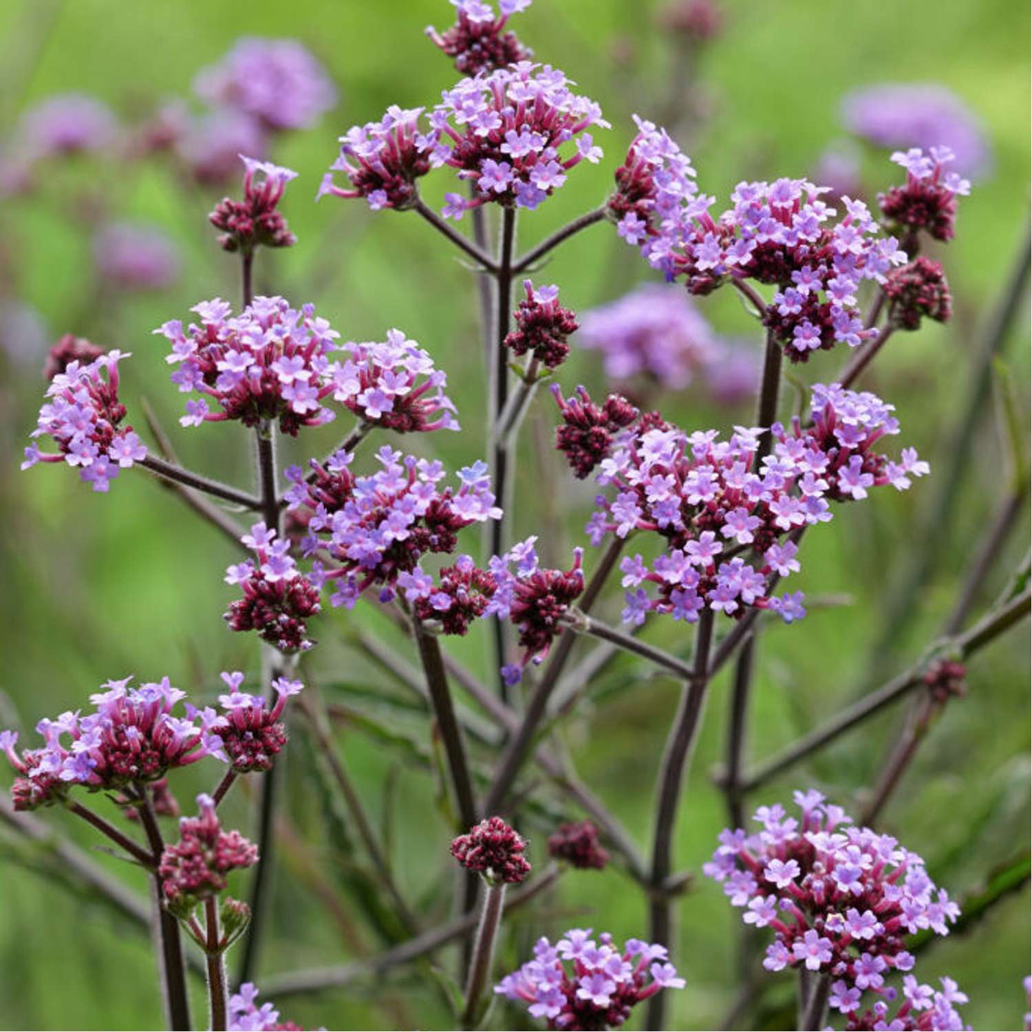 Kæmpe verbena 'Lollipop' (Verbena bonariensis)