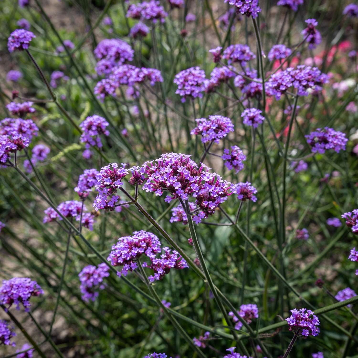 Kæmpe verbena (Verbena bonariensis)