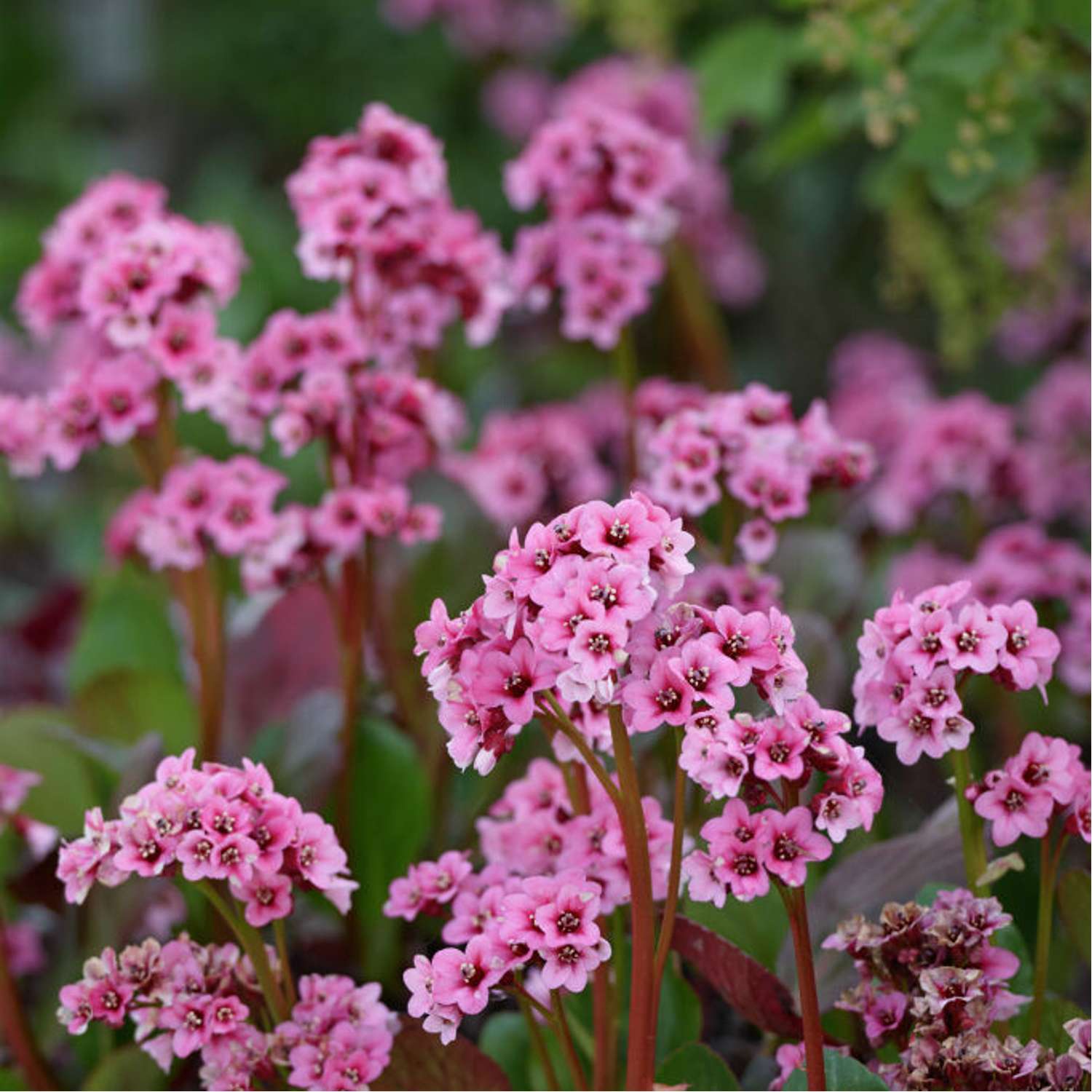 Kæmpestenbræk (Bergenia cordifolia)