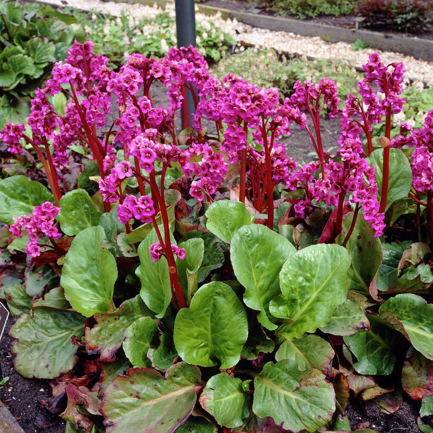 Kæmpestenbræk (Bergenia cordifolia)