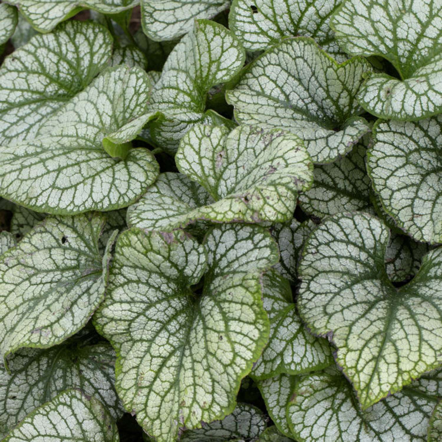 Kærmindesøster 'Jack Frost' (Brunnera macrophylla)