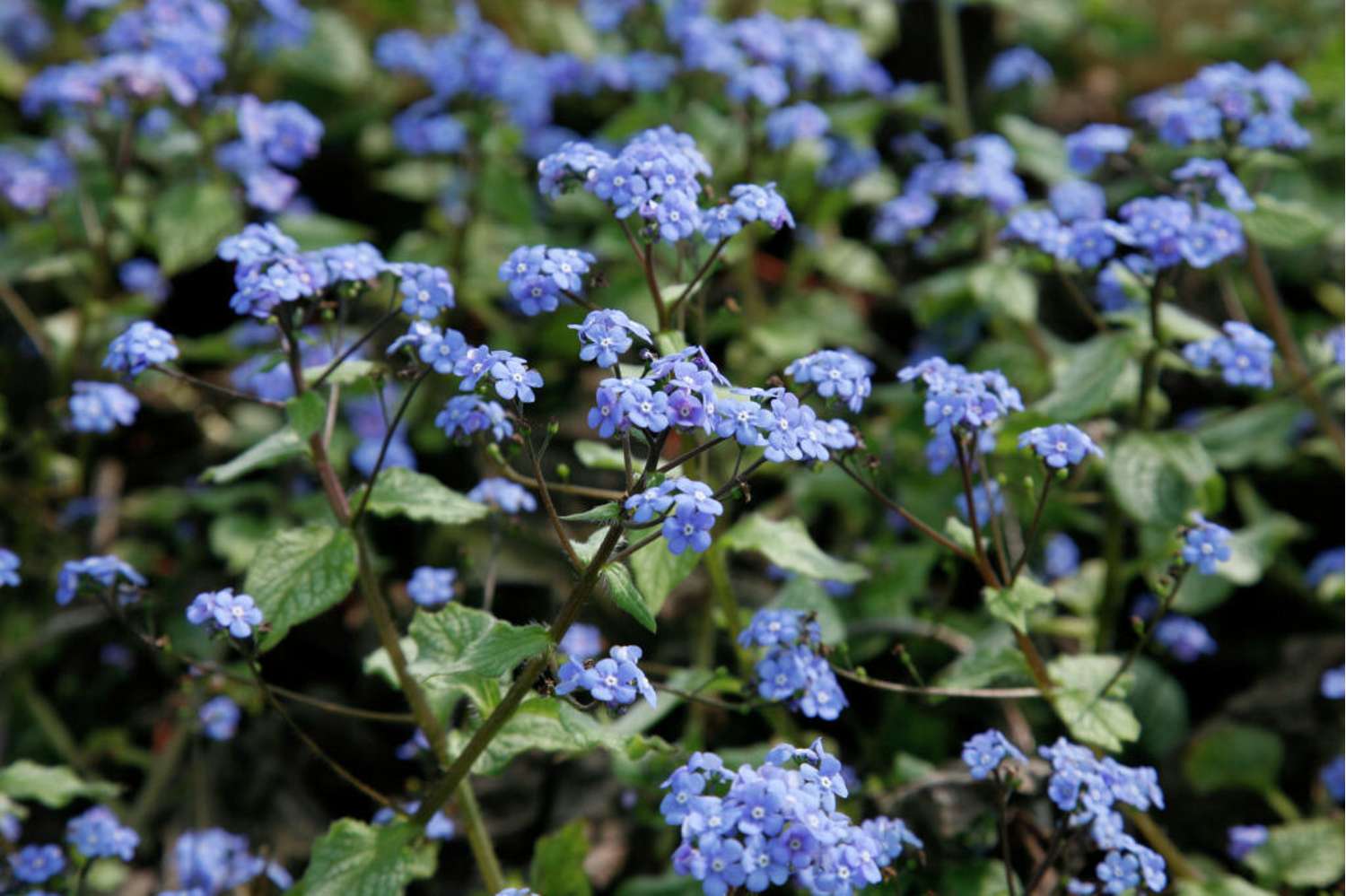 Kærmindesøster 'Jack Frost' (Brunnera macrophylla)