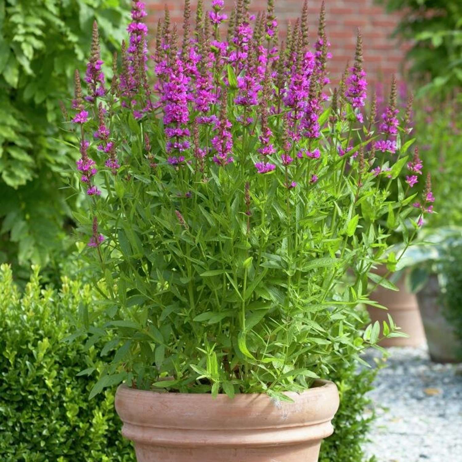 Kattehale 'Robert' (Lythrum salicaria)