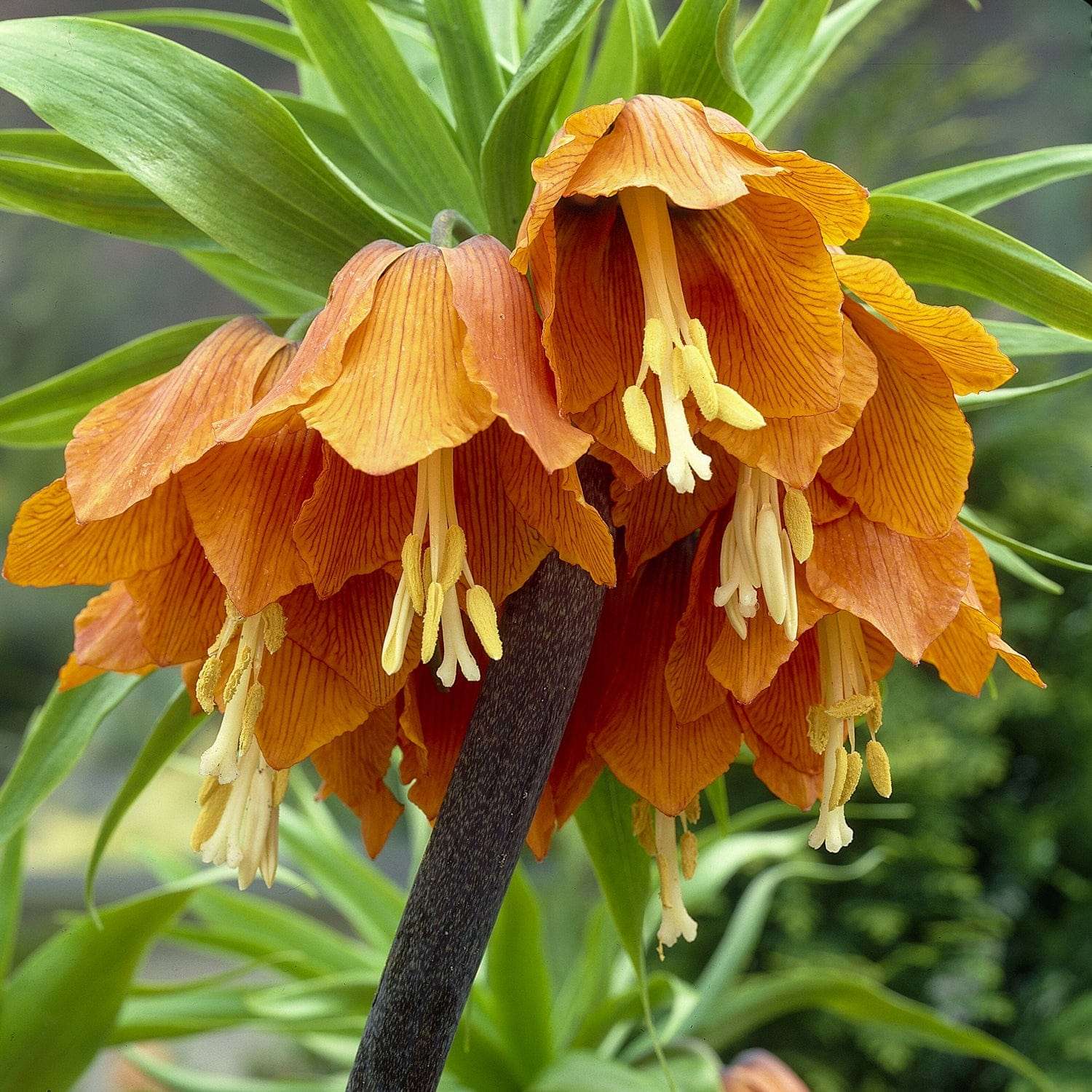 Kejserkrone 'Aurora'