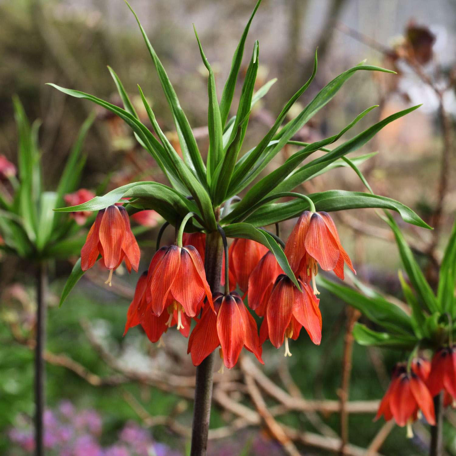 Kejserkrone 'Red Beauty'