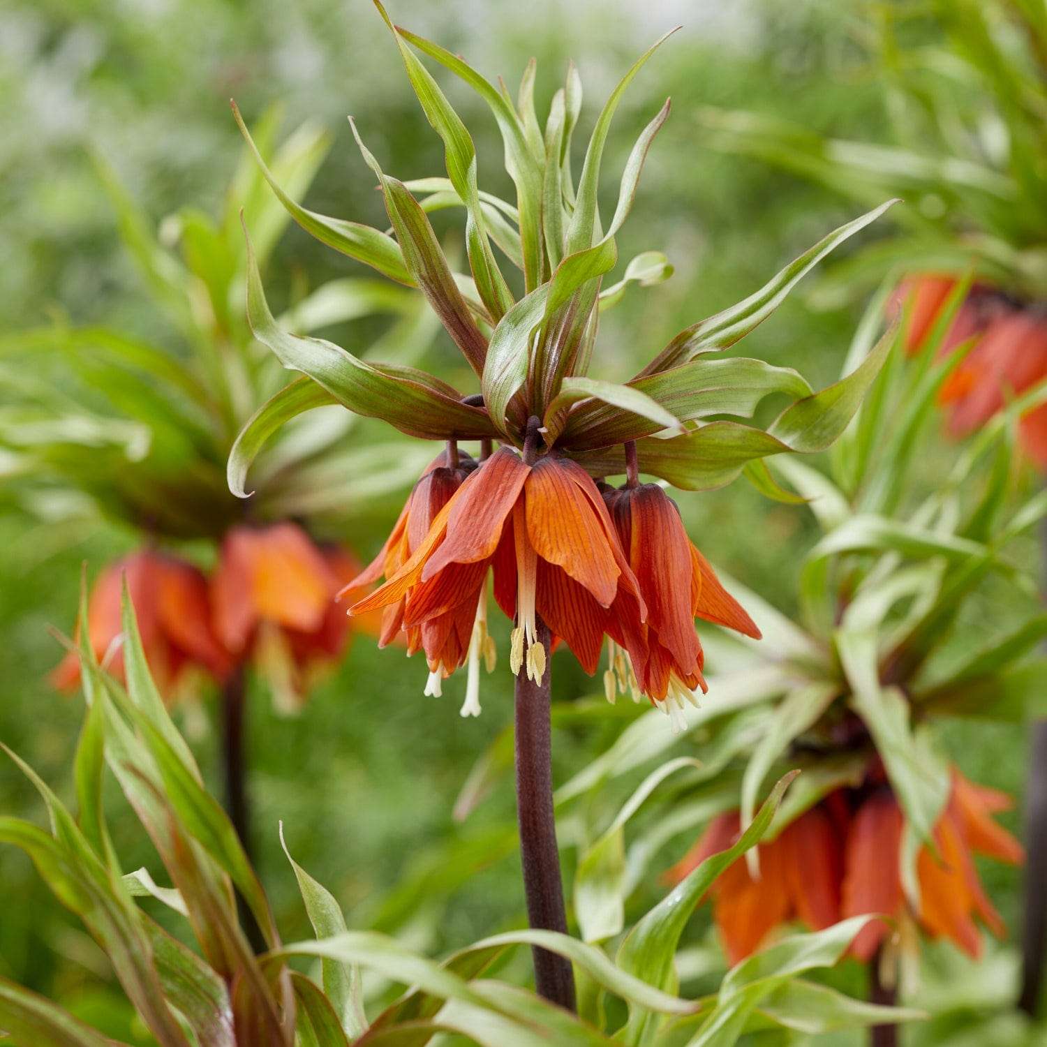Kejserkrone 'Rubra'
