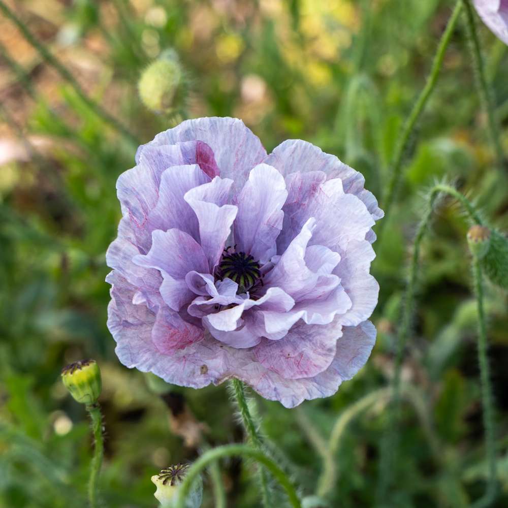 Kornvalmue 'Amazing Grey' (frø)