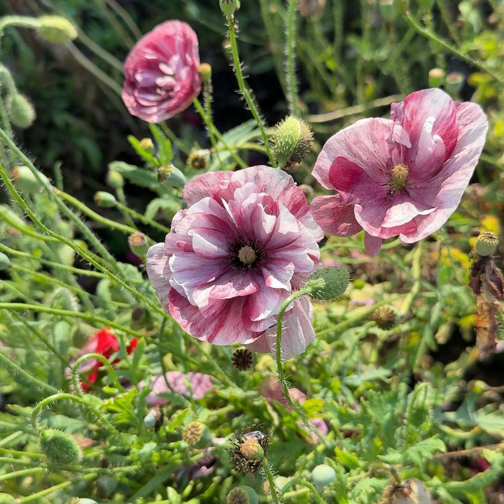 Kornvalmue 'Pandora' (frø)