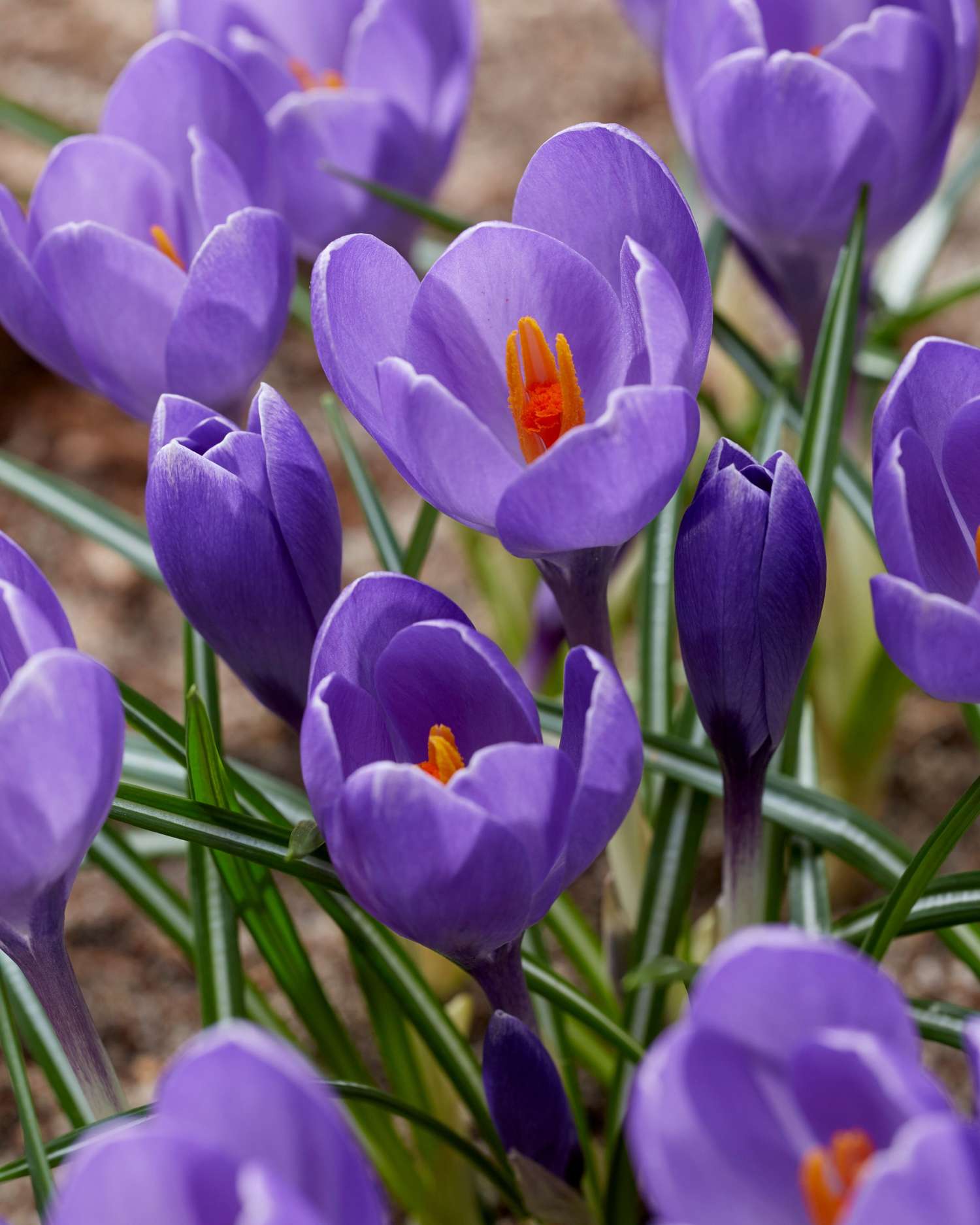 Krokus 'Aqua'