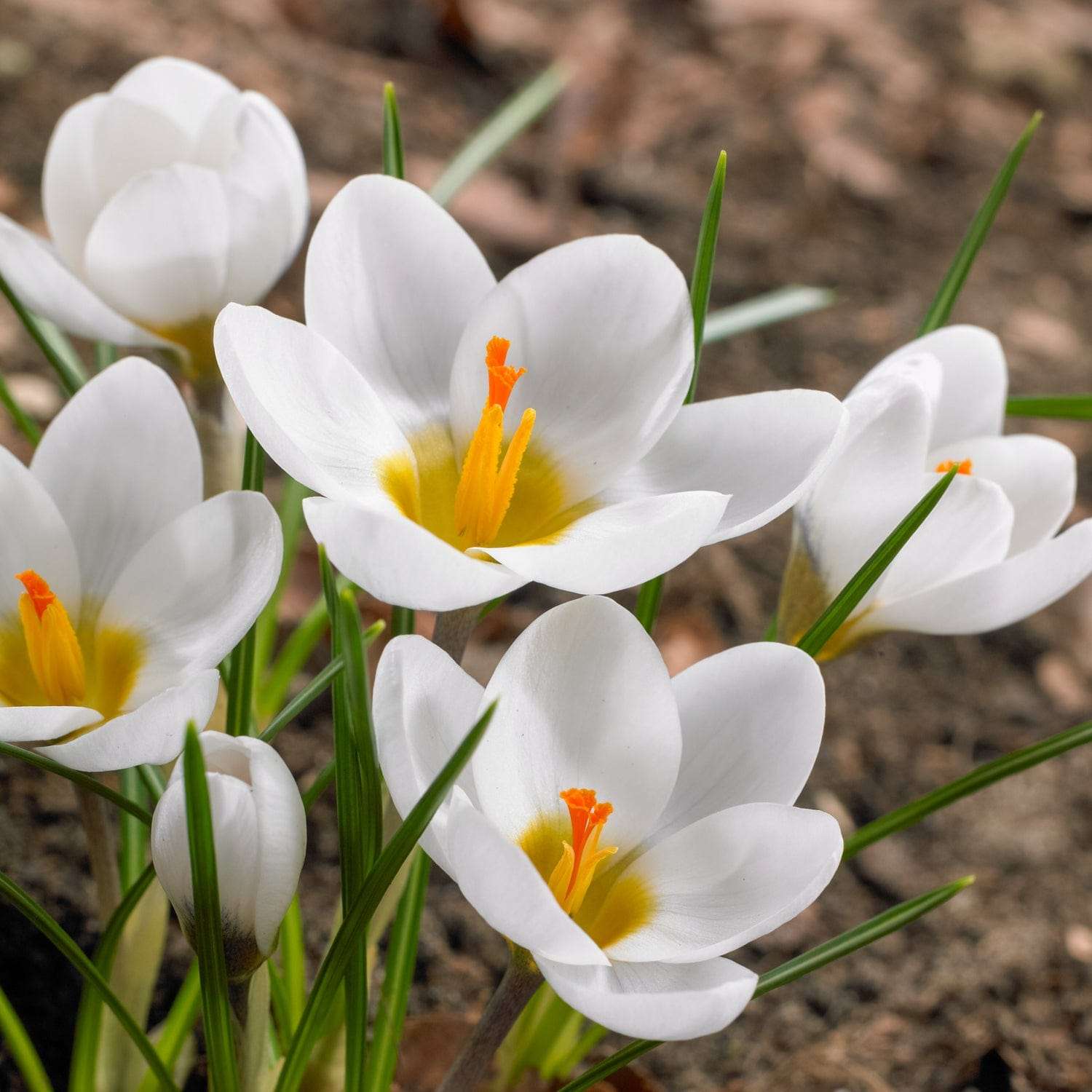 Krokus 'Ard Schenk'
