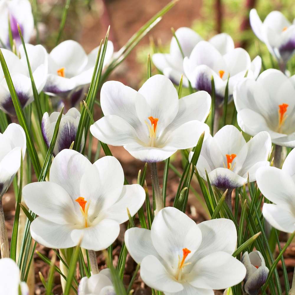 Botanisk krokus 'Prince Claus'