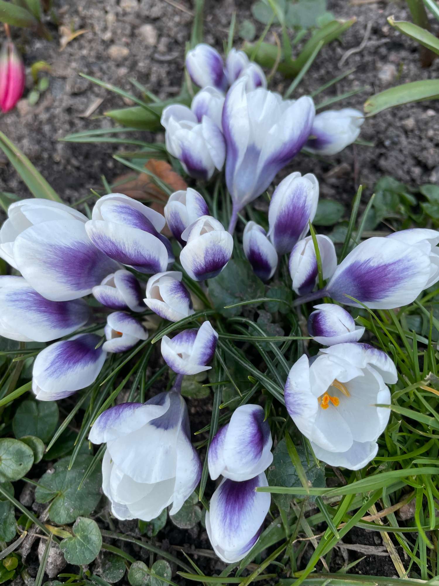 Botanisk krokus 'Prince Claus'