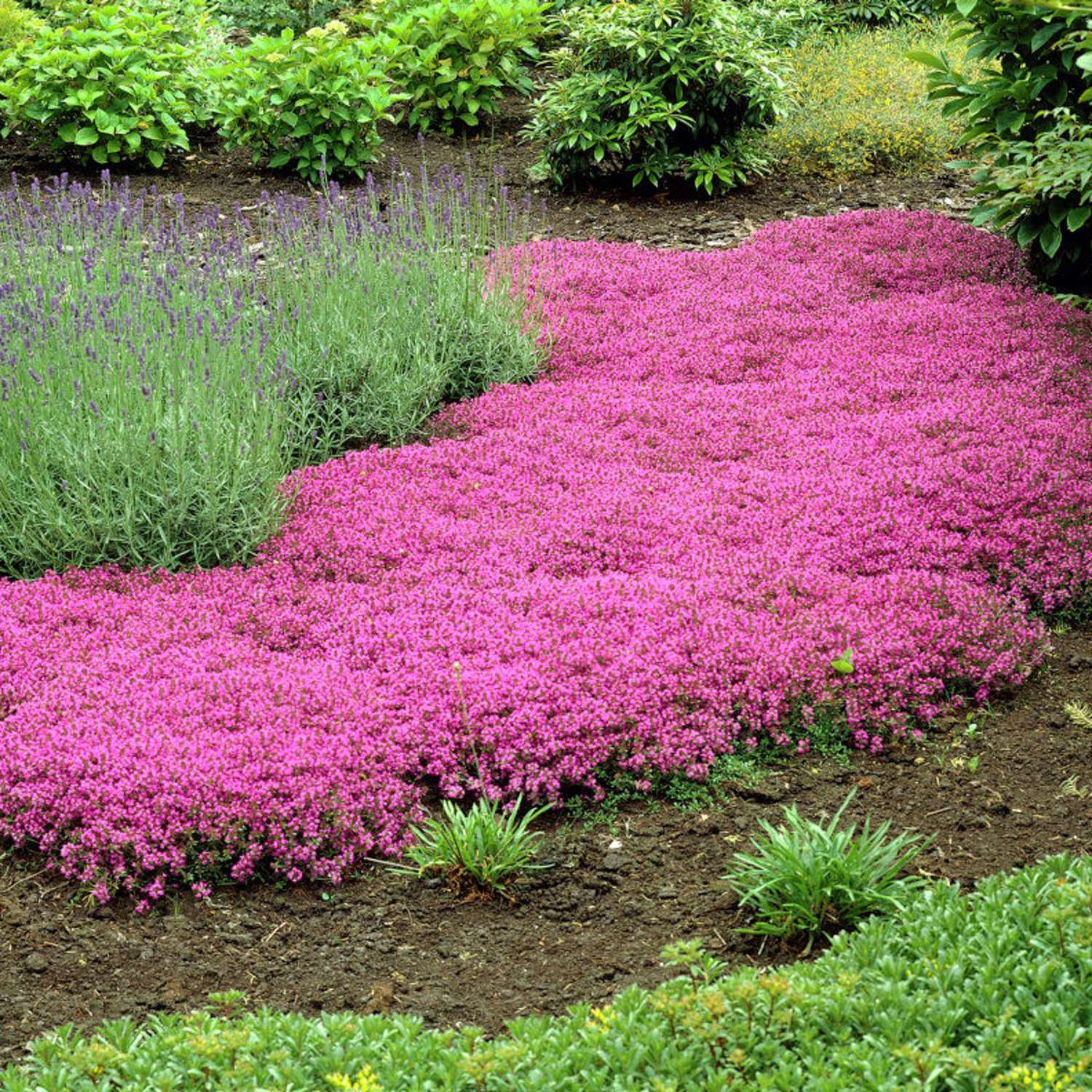 Krybende timian 'Coccineus' (Thymus praecox)