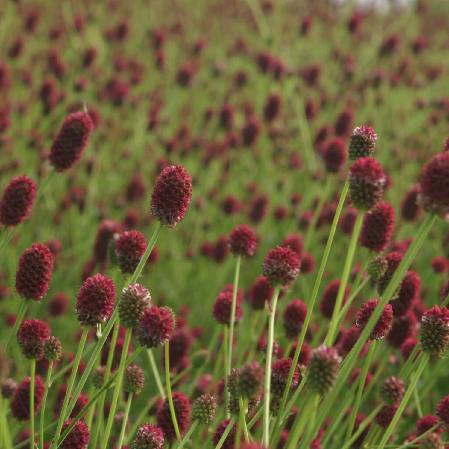 Kvæsurt 'Tanna' (Sanguisorba officinalis)