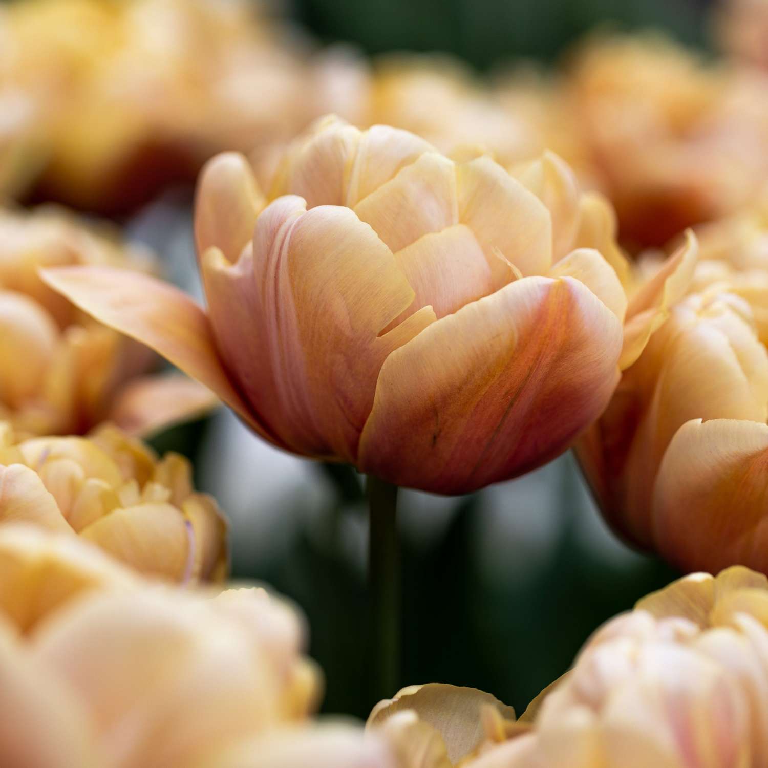 Tulipan 'La Belle Epoque'
