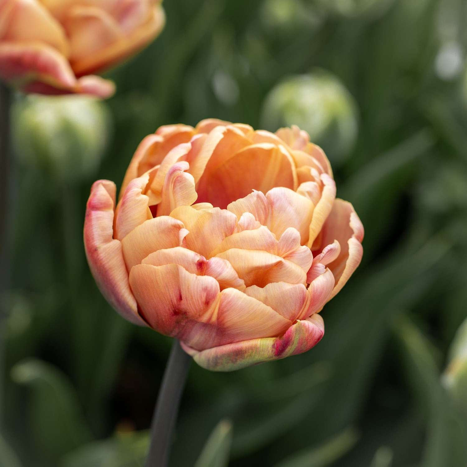 Tulipan 'La Belle Epoque'