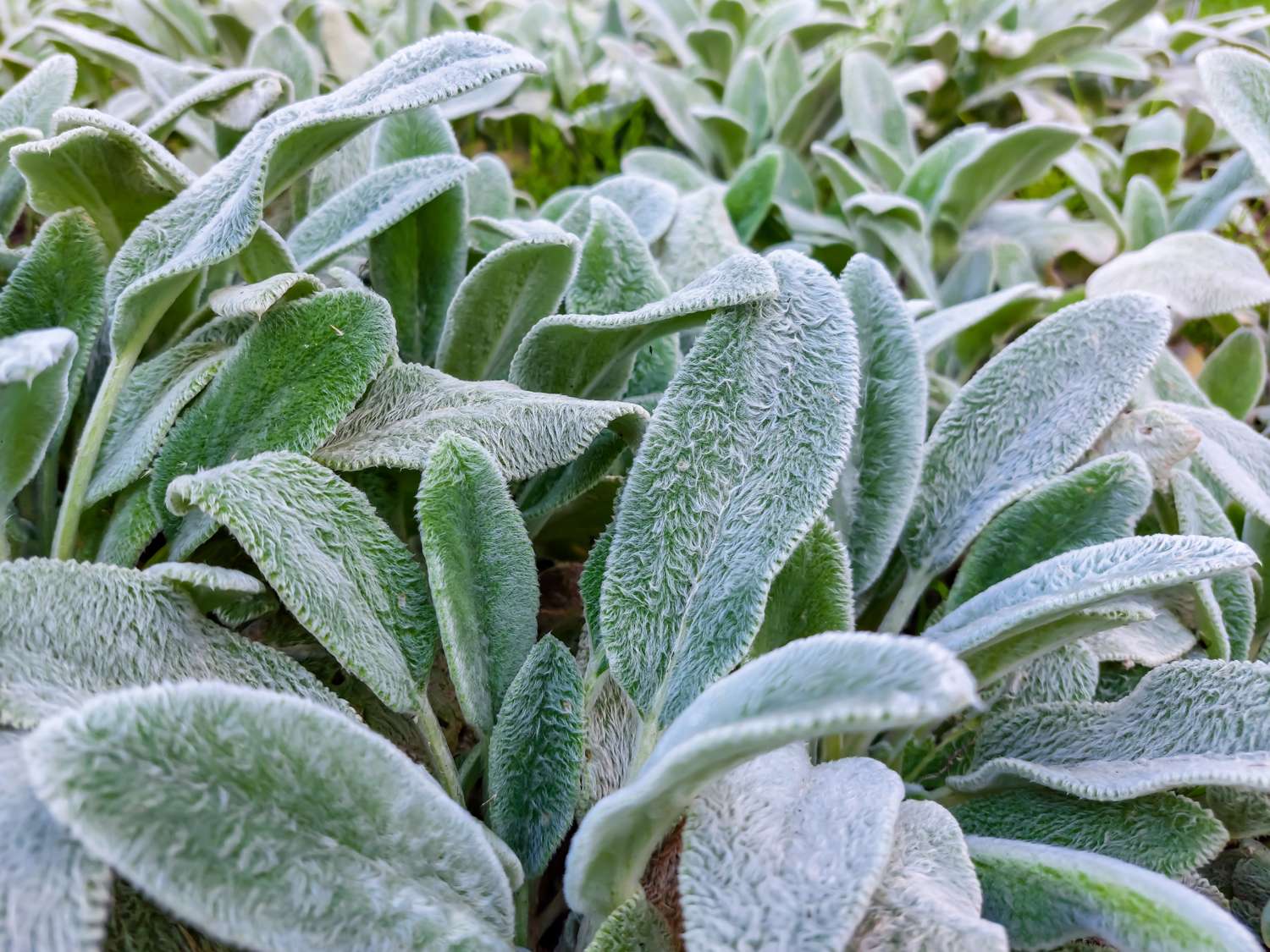 Lammeøre 'Silver Carpet' (Stachys byzantina)