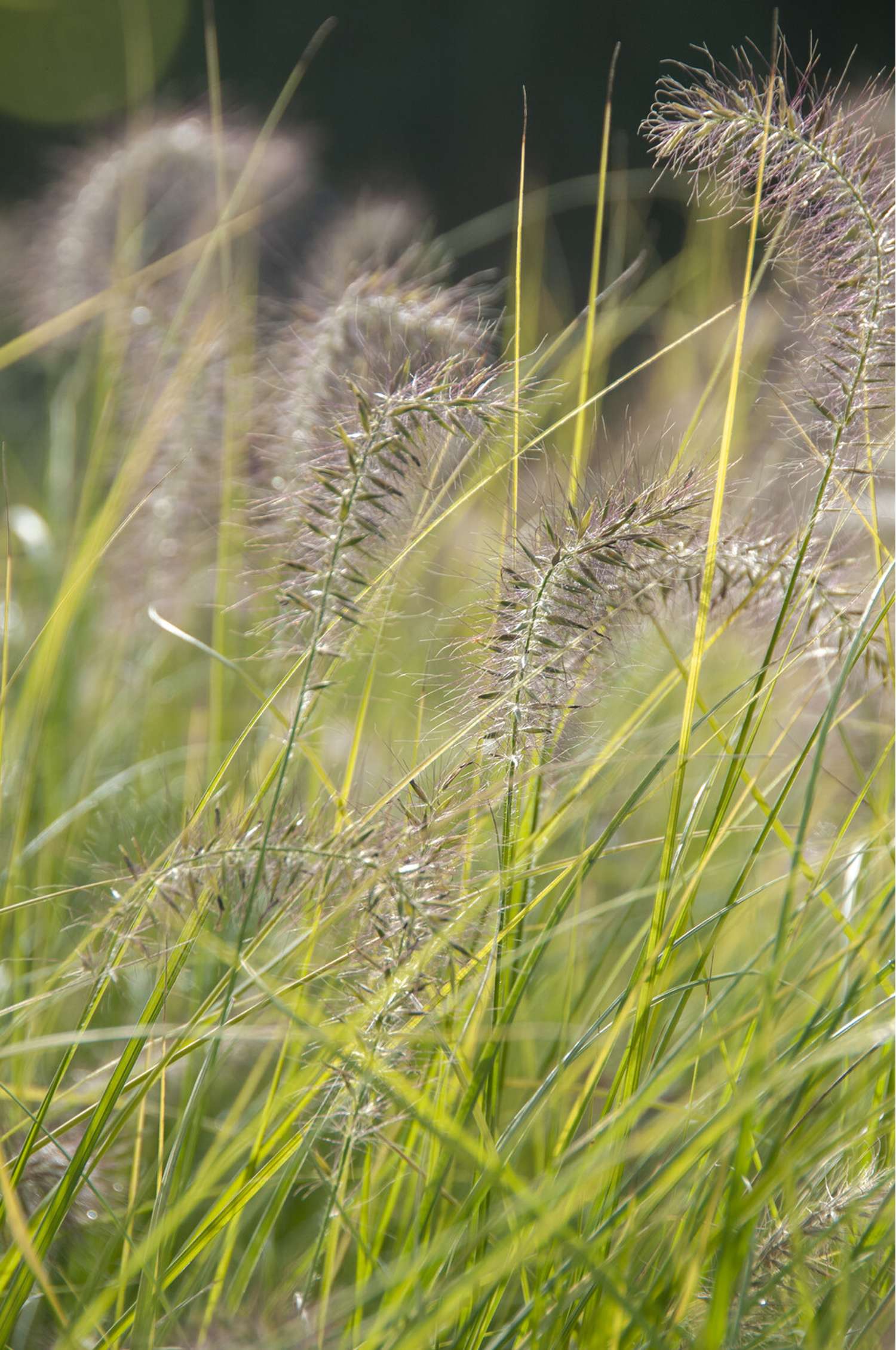 Lampepudsergræs 'Hameln' (Pennisetum alopecuroides)