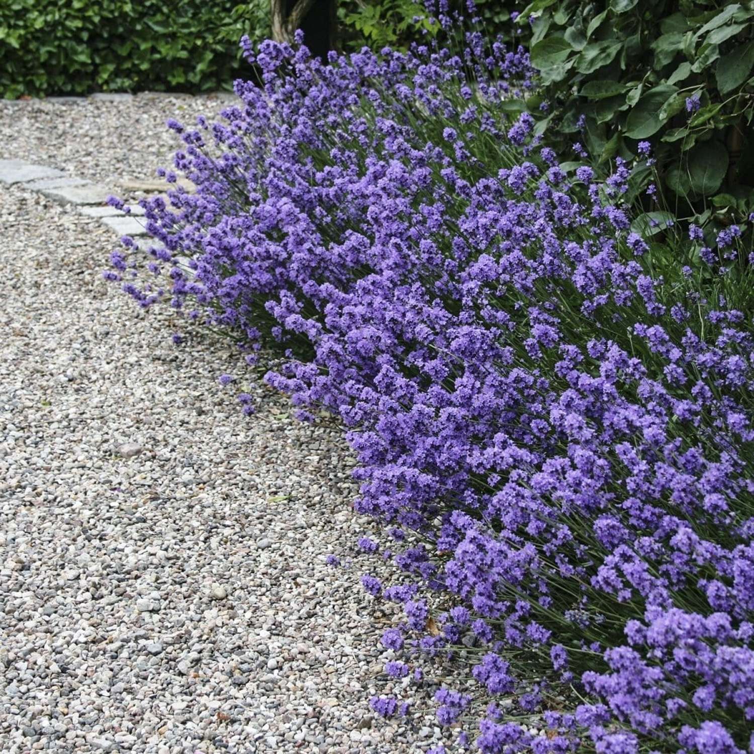 Lavendel 'Hidcote' (Lavandula angustifolia)