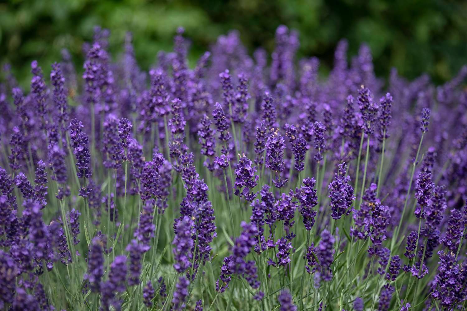 Lavendel 'Hidcote' (Lavandula angustifolia)