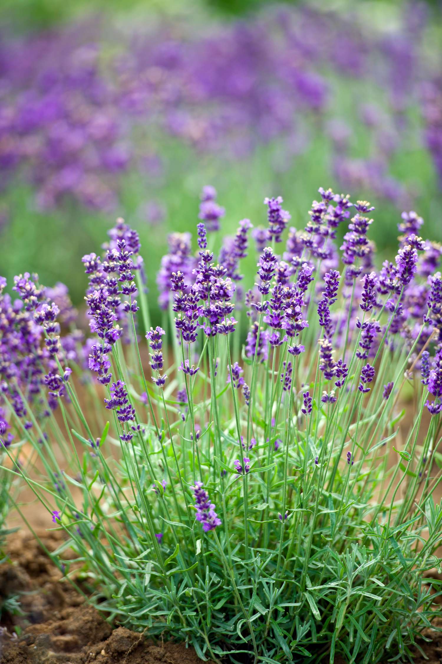 Lavendel (ØKO frø)