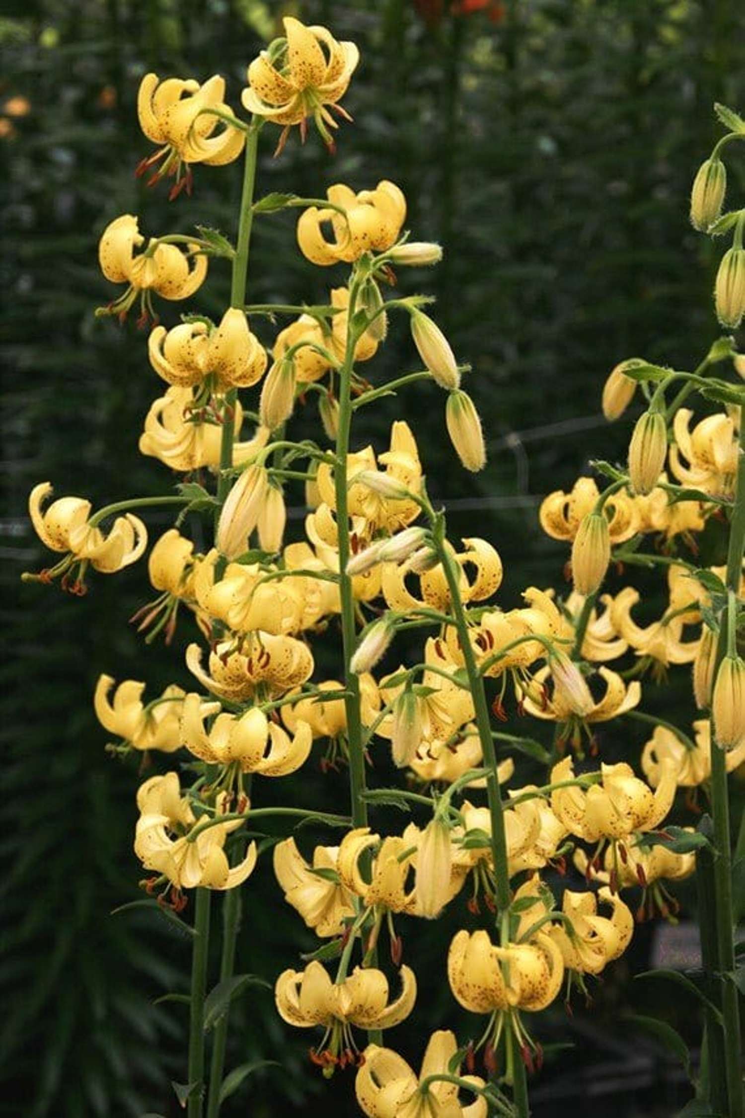 Lilje 'Golden Morning'