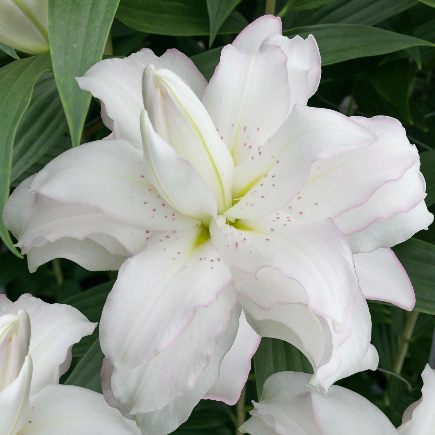 Lilje 'Lotus Beauty'