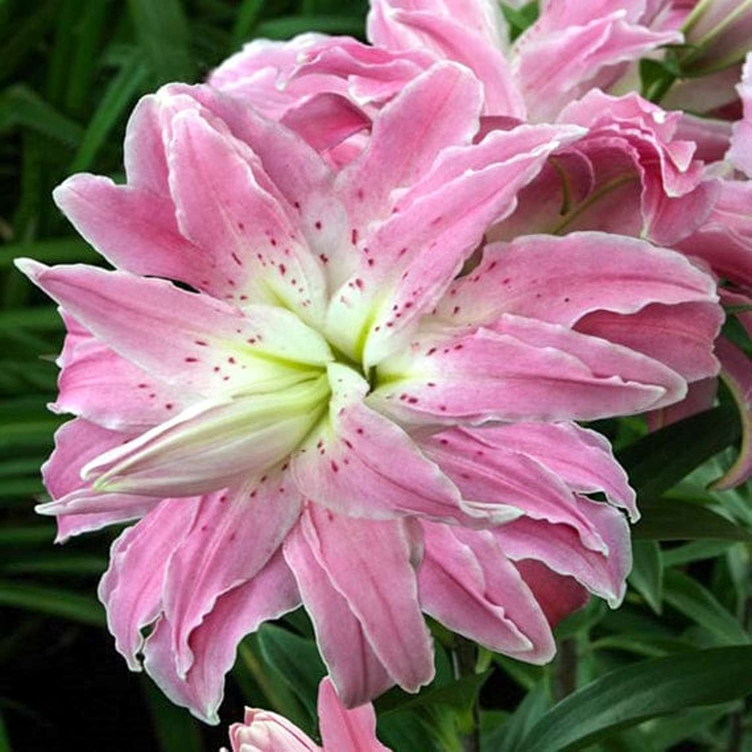 Lilje 'Lotus Elegance'
