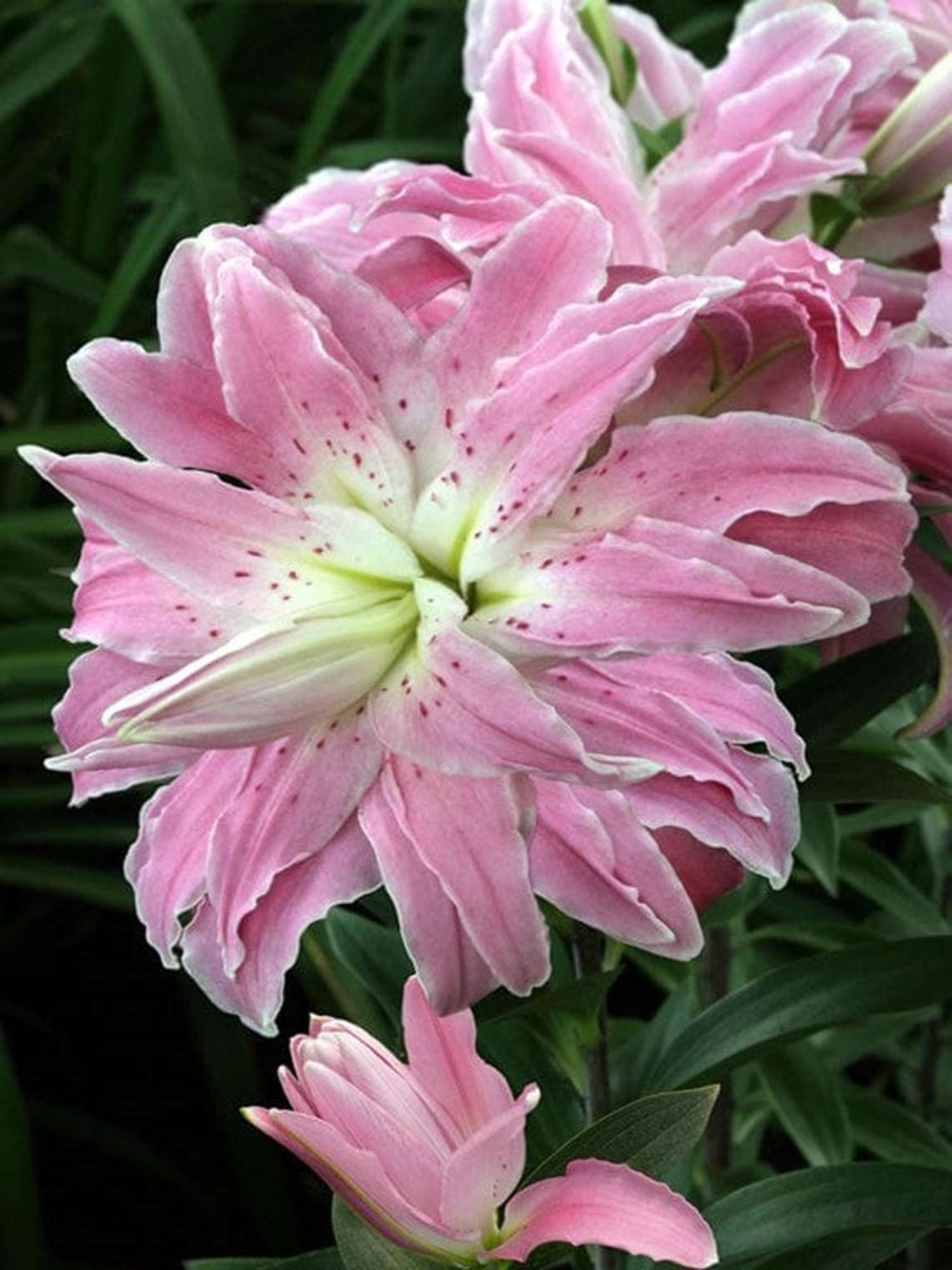 Lilje 'Lotus Elegance'
