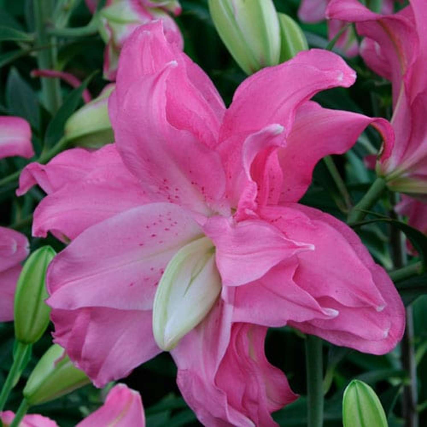 Lilje 'Lotus Joy'