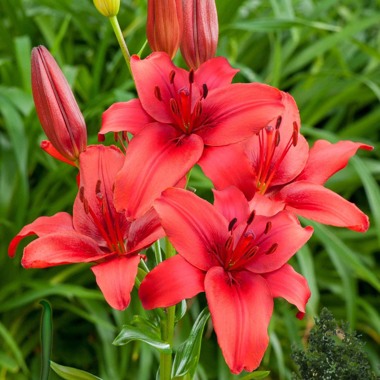 Lilje 'Red Highland'
