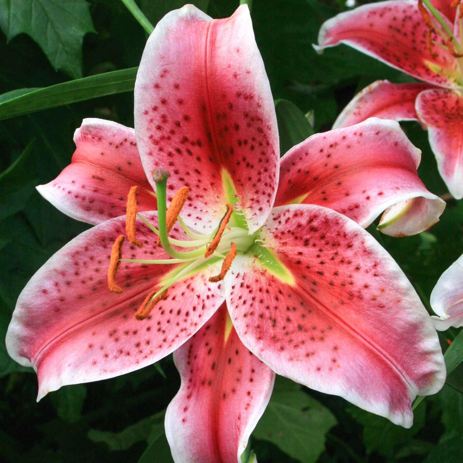 Lilje 'Star Gazer'