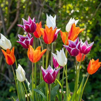 Lily Party' - Løgblanding