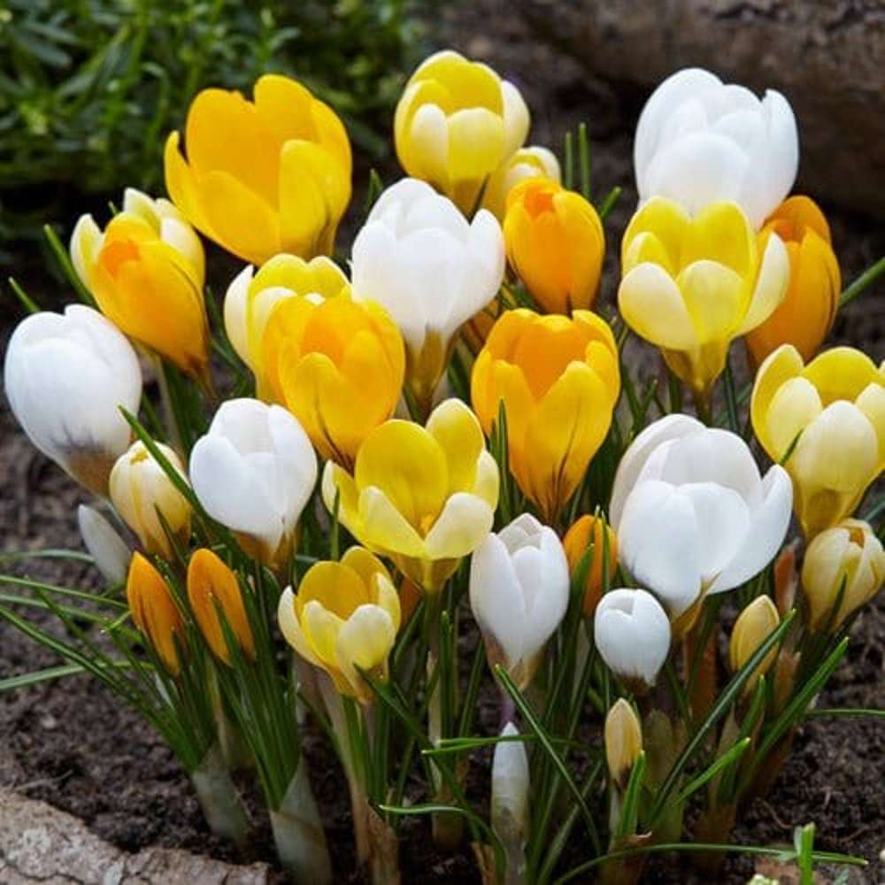 Krokusblanding 'Liv'