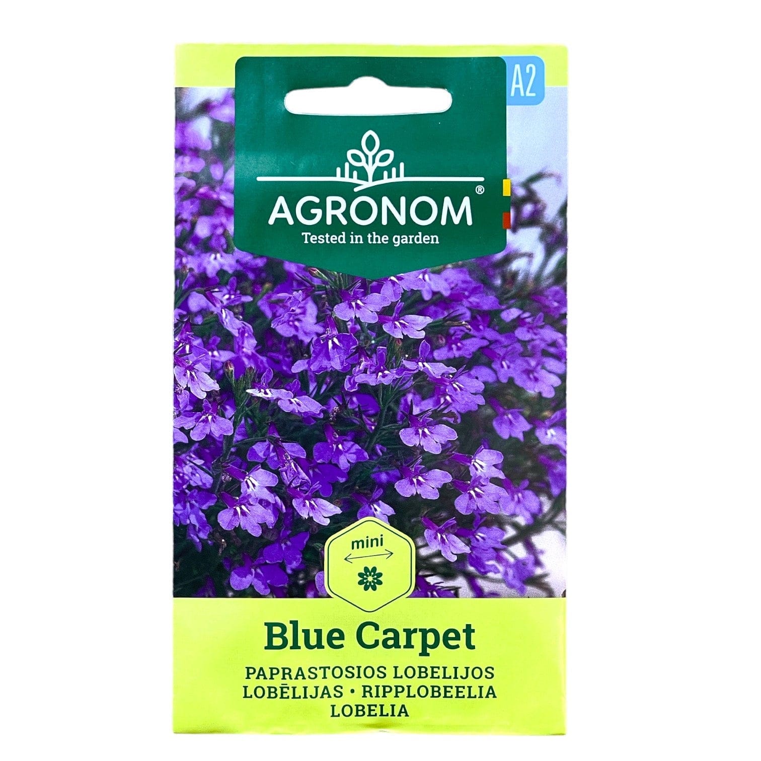 Lobelia 'Blue Carpet' Blomsterverden