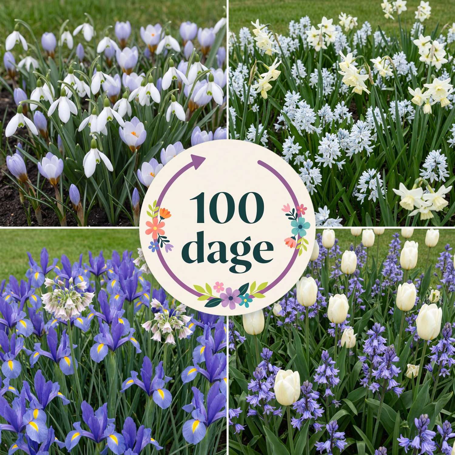 Færdigbed '100 dage – blå & hvid' (1 m²)