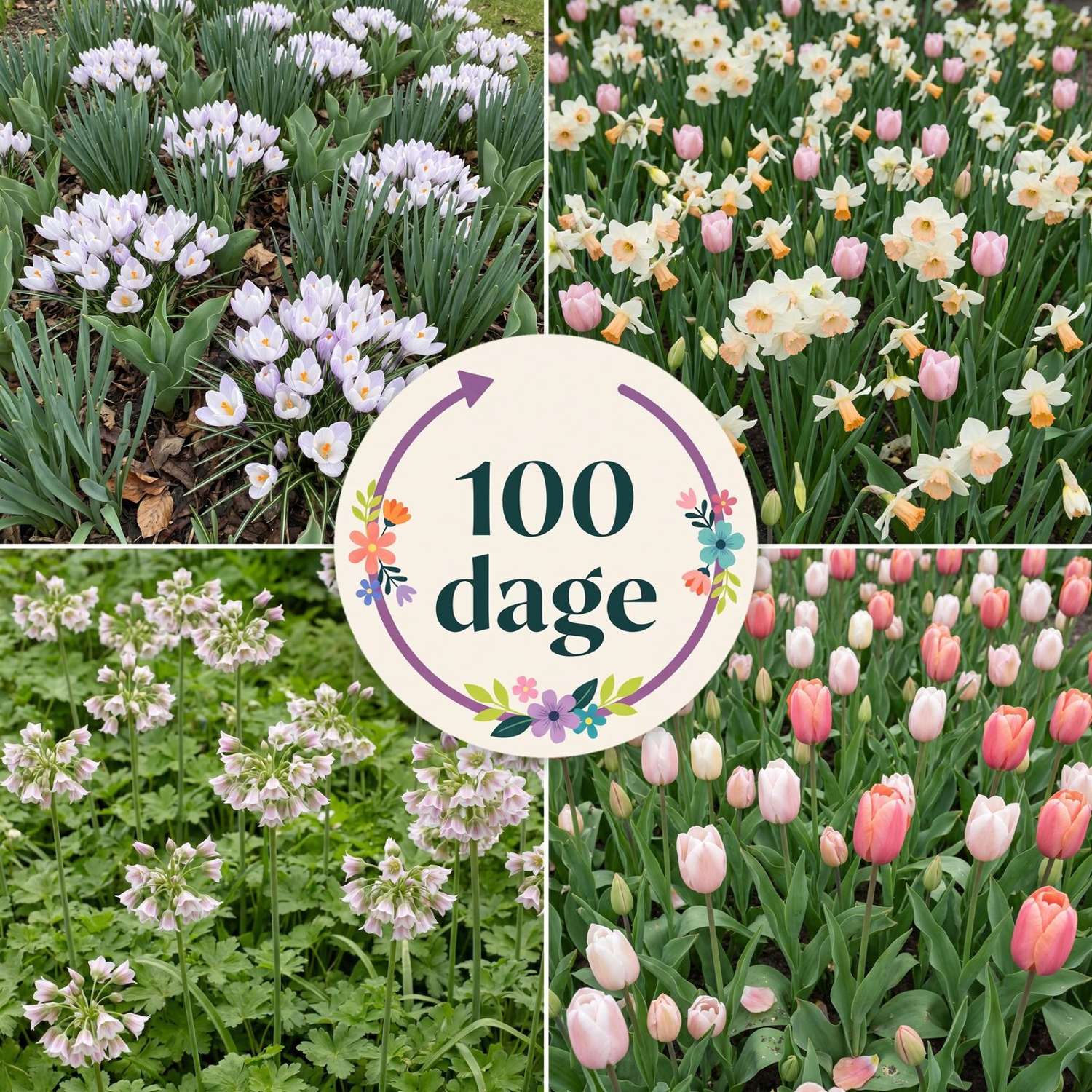 Færdigbed '100 dage – fersken & hvid' (1 m²)