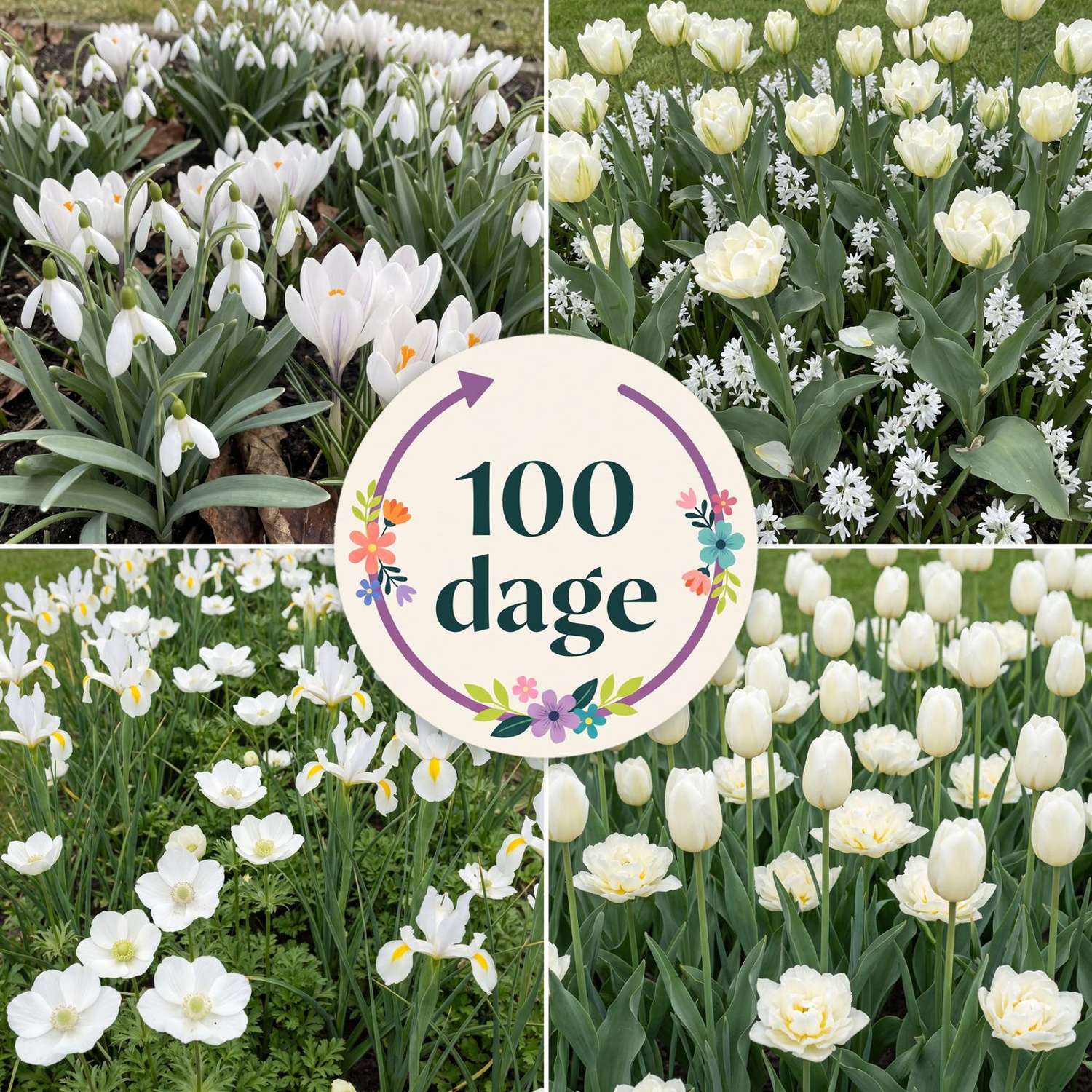 Færdigbed '100 dage – hvid' (1 m²)