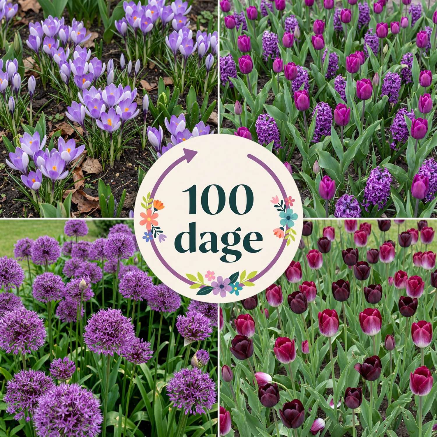 Færdigbed '100 dage – mørk & dramatisk' (1 m²)