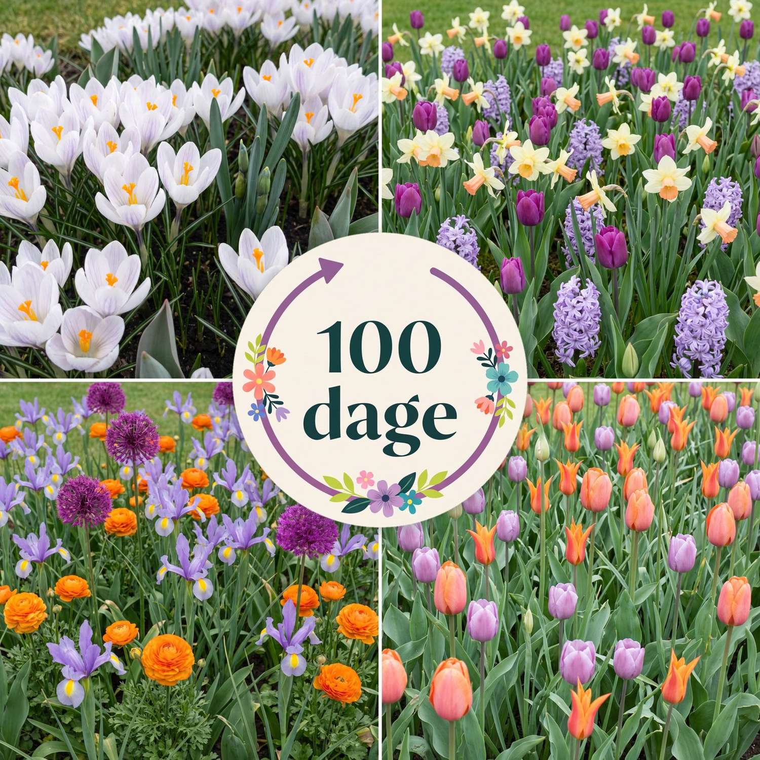 Færdigbed '100 dage – orange & lilla' (1 m²)