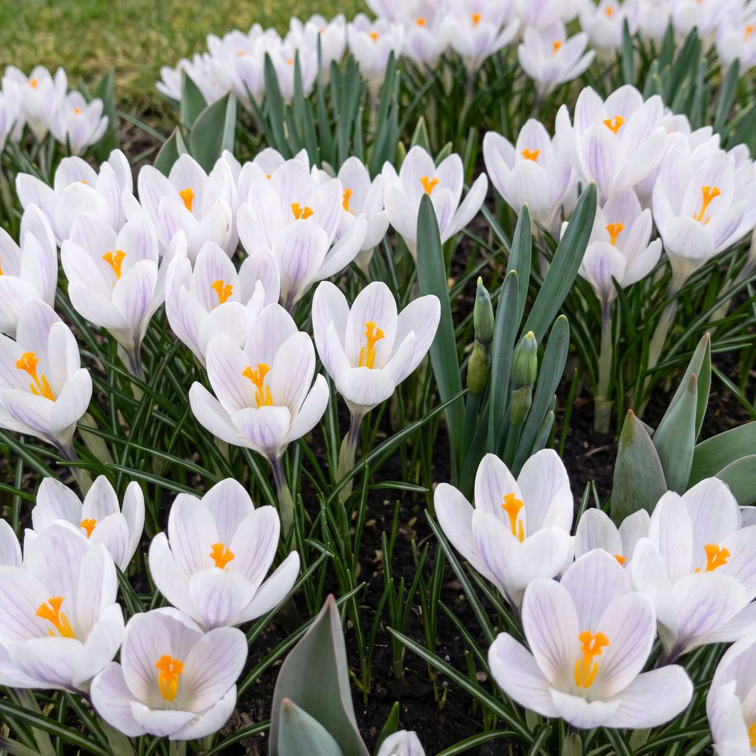 Færdigbed '100 dage – orange & lilla' (1 m²)