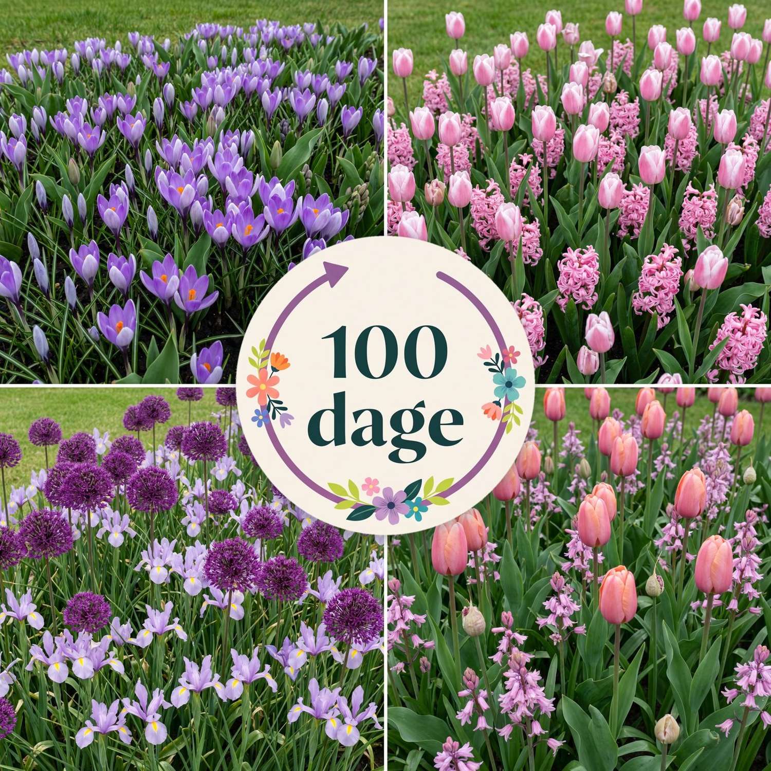 Færdigbed '100 dage – rosa & lilla' (1 m²)