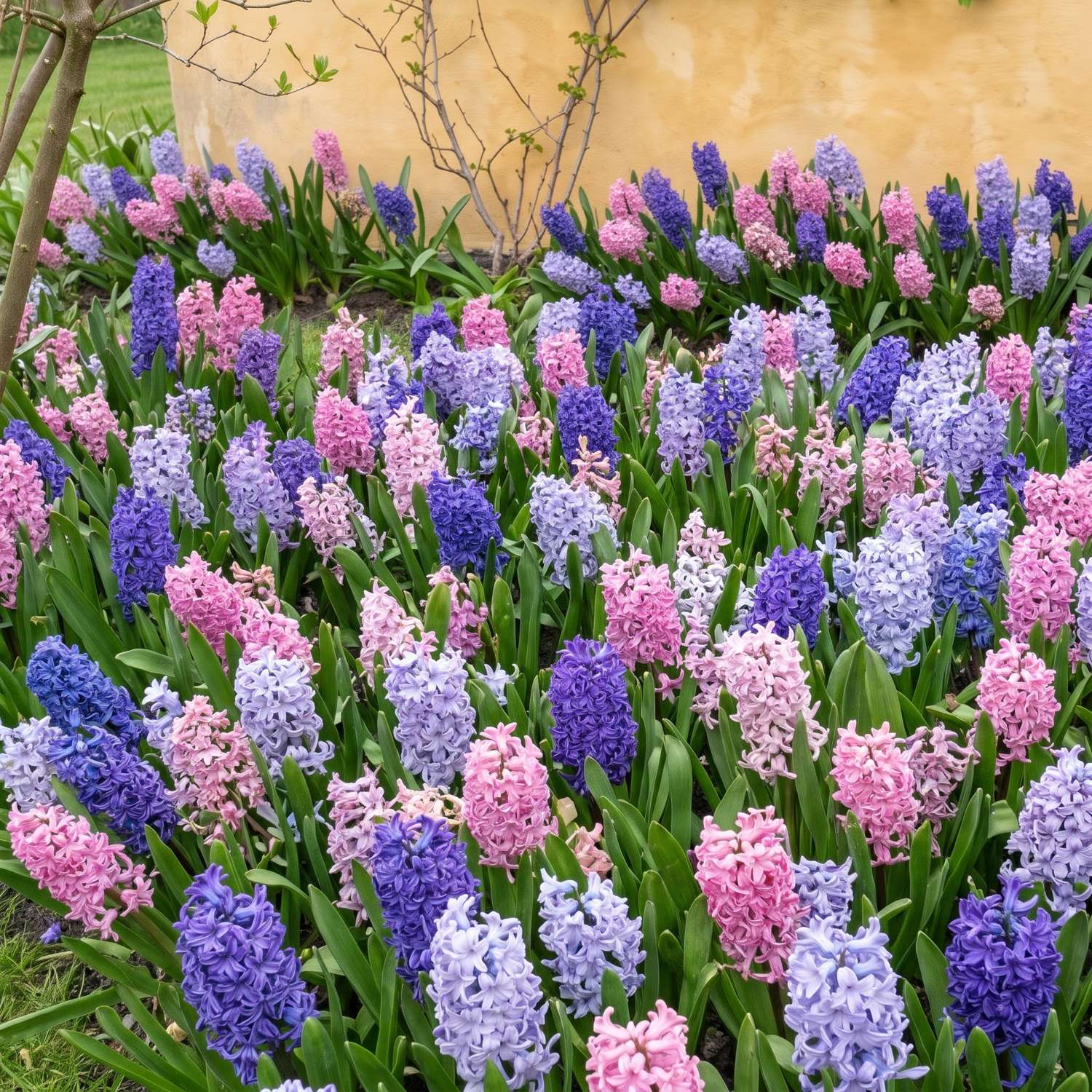 Færdigbed 'Bonbon' (1 m²)
