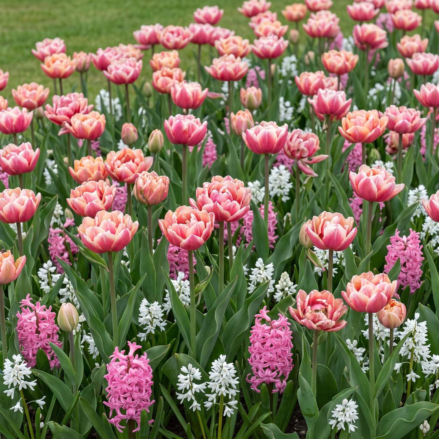 Færdigbed 'Candy Floss' (1 m²)